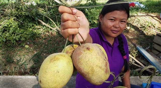 Wanyi, Buah Kalimantan yang Dipanen 4 Tahun Sekali