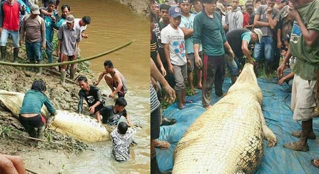 Buaya 4,5 Meter Hebohkan Warga