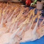 Ayam Ras Tak Terjual, Pedagang Terancam Bangkrut