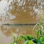 Sangatta Dilanda Banjir, Buaya Bermunculan