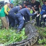 Buaya Raksasa Masih Berkeliaran, Warga Diminta Tak Bermain di Sungai