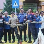 Piton Tiga Meter Gegerkan Pegawai Bapenda
