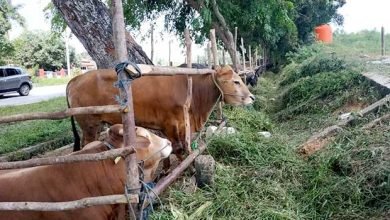 Untung dan Rugi Berjualan Sapi Menjelang Iduladha