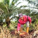 Pemkab “Meradang” karena Kantongi PAD yang Kecil dari Perkebunan Kelapa Sawit