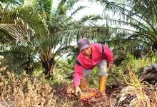 Pemkab “Meradang” karena Kantongi PAD yang Kecil dari Perkebunan Kelapa Sawit