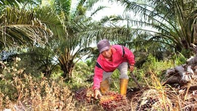 Pemkab “Meradang” karena Kantongi PAD yang Kecil dari Perkebunan Kelapa Sawit