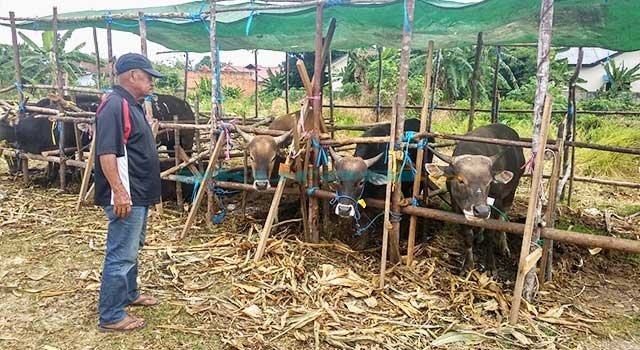 Penjualan Sapi Kurban di Kota Taman Melonjak