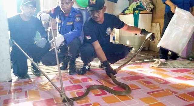 Ular Kobra Teror Warga Gunung Elai