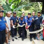 Ular Piton Sepanjang 3 Meter Menelan Ternak Warga