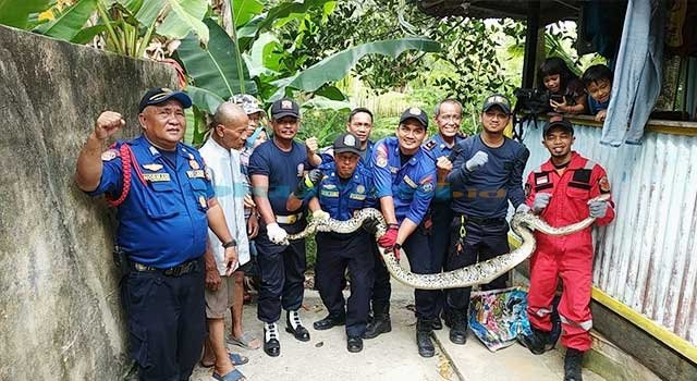 Ular Piton Sepanjang 3 Meter Menelan Ternak Warga