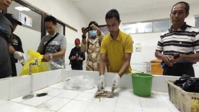 fakta medis