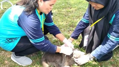 vaksin rabies