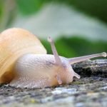 Produk Snail Skincare Korea