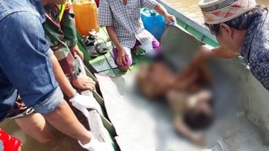 Hilang 10 Hari, Bocah 3 Tahun Ditemukan Tersangkut di Kayu