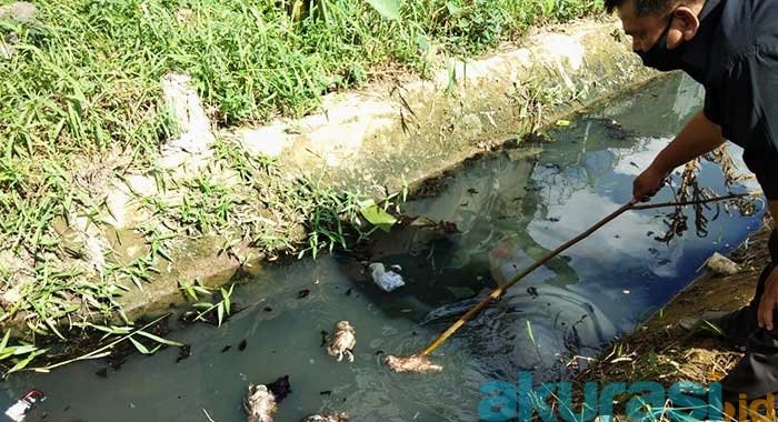 Ratusan unggas warga Kelurahan Pelita