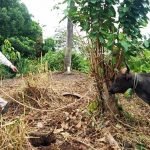 Bupati Kukar Edy Damansyah Berikan Satu Ekor Sapi Kurban Kepada Awak Media