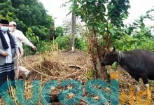 Bupati Kukar Edy Damansyah Berikan Satu Ekor Sapi Kurban Kepada Awak Media