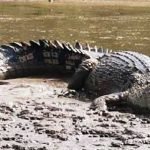 Berenang di Pinggir Laut, Anak 14 Tahun di Bontang Digigit Buaya, Kaki dan Leher Sobek