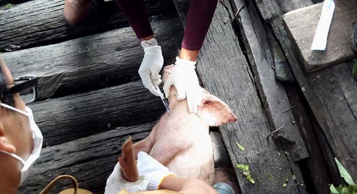 Antisipasi Penularan Virus, DPK3 Bontang Ambil Sampel 50 Ekor Babi