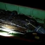 Akhirnya Buaya Penyerang Remaja Asal Lhoktuan Berhasil Dievakuasi BKSDA Kaltim