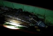 Akhirnya Buaya Penyerang Remaja Asal Lhoktuan Berhasil Dievakuasi BKSDA Kaltim