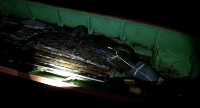 Akhirnya Buaya Penyerang Remaja Asal Lhoktuan Berhasil Dievakuasi BKSDA Kaltim