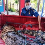 Buaya 3 Meter Diamankan 15 Security di Area Pelabuhan Badak LNG