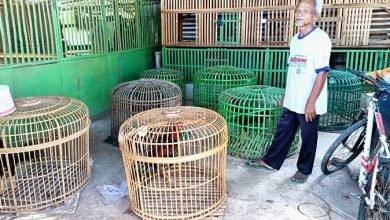 Ratusan Ayam Mati, Perternak Unggas di Kampung Jawa Merugi