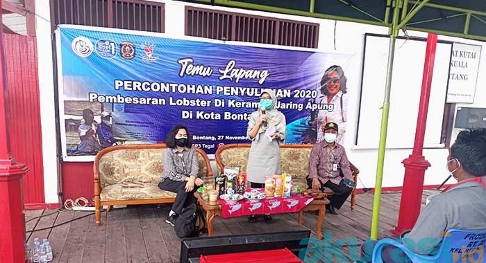 Percontohan Budi Daya Lobster di Bontang Kuala, DKP3 Bontang: Tingkatkan Mutu Pelaku Usaha