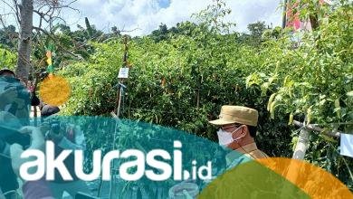 Samarinda Dinilai Bisa Jadi Lumbung Pertanian Cabai, Rusmadi: Ketergantungan ke Daerah Luar Bisa Dikurangi