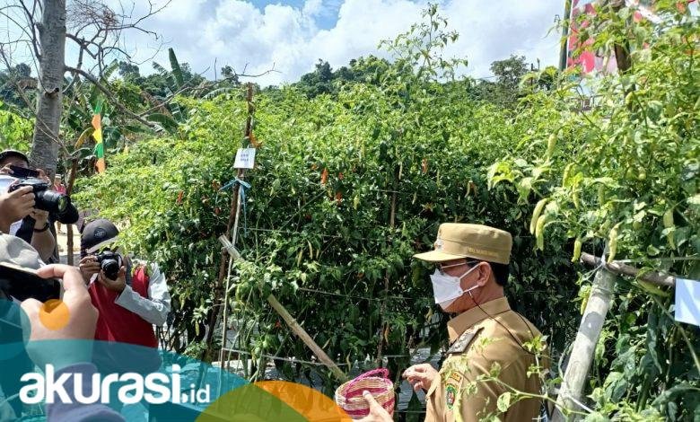 Samarinda Dinilai Bisa Jadi Lumbung Pertanian Cabai, Rusmadi: Ketergantungan ke Daerah Luar Bisa Dikurangi