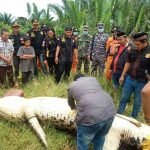 Buaya Pemangsa Bocah di Bengalon Ditangkap, Panjang 6 Meter, Jasad Ditemukan Utuh Dalam Perut