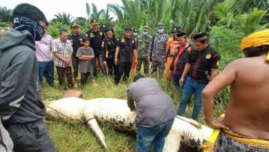 Buaya Pemangsa Bocah di Bengalon Ditangkap, Panjang 6 Meter, Jasad Ditemukan Utuh Dalam Perut
