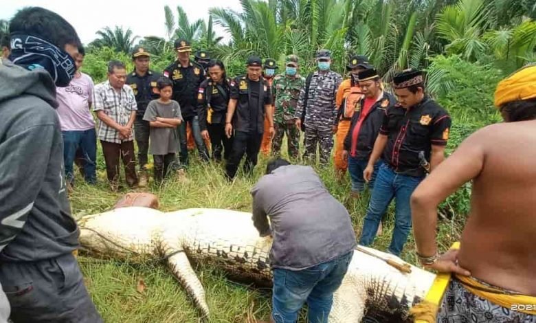 Buaya Pemangsa Bocah di Bengalon Ditangkap, Panjang 6 Meter, Jasad Ditemukan Utuh Dalam Perut
