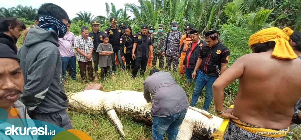 Buaya Pemangsa Bocah di Bengalon Ditangkap, Panjang 6 Meter, Jasad Ditemukan Utuh Dalam Perut