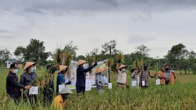 Wali Kota Samarinda Panen Padi, Janji Tuntaskan Keluhan Petani