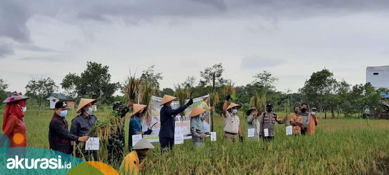 Wali Kota Samarinda Panen Padi, Janji Tuntaskan Keluhan Petani