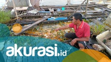 Waduh! Cerita Petambak di Sungai Mahakam, Air Tercemar Minyak Sawit, Ratusan Kilo Ikan Mati