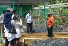 Dorong Produksi Pangan Sehat, DKP3 Bontang Usulkan Sertifikasi Prima-3 Kelompok Tani