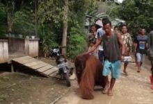 Orang Utan Masuk Perkampungan di Paser, Hutan yang Kian Menipis Diduga Jadi Pemicu, Kini Ditangani BKSDA