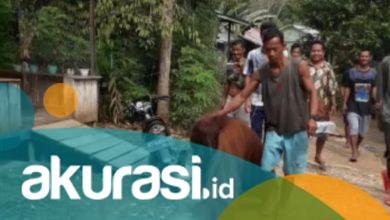 Orang Utan Masuk Perkampungan di Paser, Hutan yang Kian Menipis Diduga Jadi Pemicu, Kini Ditangani BKSDA