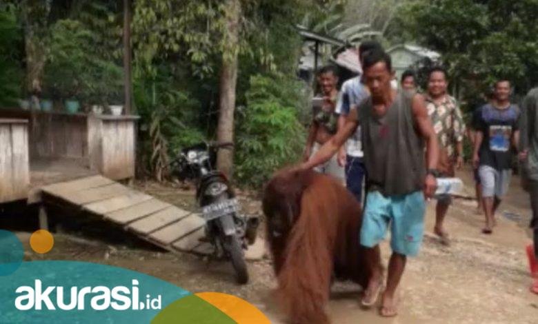 Orang Utan Masuk Perkampungan di Paser, Hutan yang Kian Menipis Diduga Jadi Pemicu, Kini Ditangani BKSDA