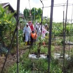 Niatnya Bersihkan Kebun, Warga Sungai Pinang Malah Dikejutkan dengan Mayat Tergantung di Pohon