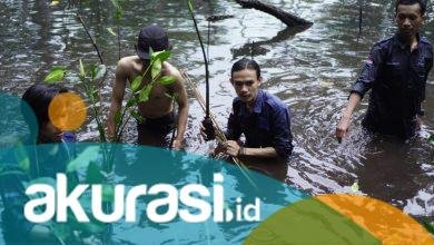 Dari Jenggala Bakau Jaga Konservasi Pesisir, Mapala Bontang Tabur Kelestarian dengan 250 Bibit Magrove