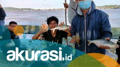 Fenomena Air Bangai di Sungai Mahakam, Ribuan Ikan dan Udang Mabuk Diburu Warga di Tepi Sungai