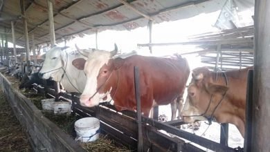 Melihat Bisnis Hewan Kurban Iduladha yang Tetap Eksis di Tengah Penerapan PPKM Darurat