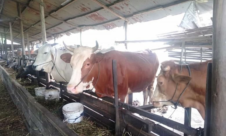 Melihat Bisnis Hewan Kurban Iduladha yang Tetap Eksis di Tengah Penerapan PPKM Darurat
