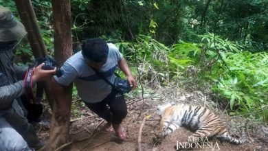 Bikin Nyesek, 3 Ekor Harimau di Aceh Selatan Didapati Mati Terjerat, Bupati: Pemasang Warga Luar