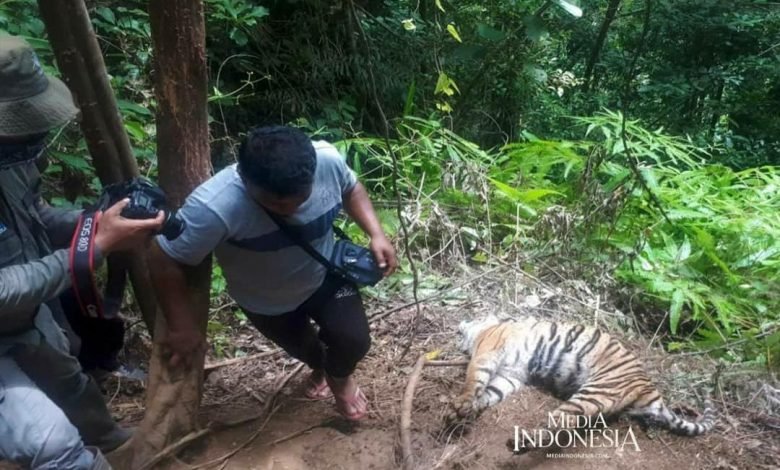 Bikin Nyesek, 3 Ekor Harimau di Aceh Selatan Didapati Mati Terjerat, Bupati: Pemasang Warga Luar