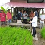Membentengi Lahan Pertanian, Menjaga Keamanan Pangan Etam